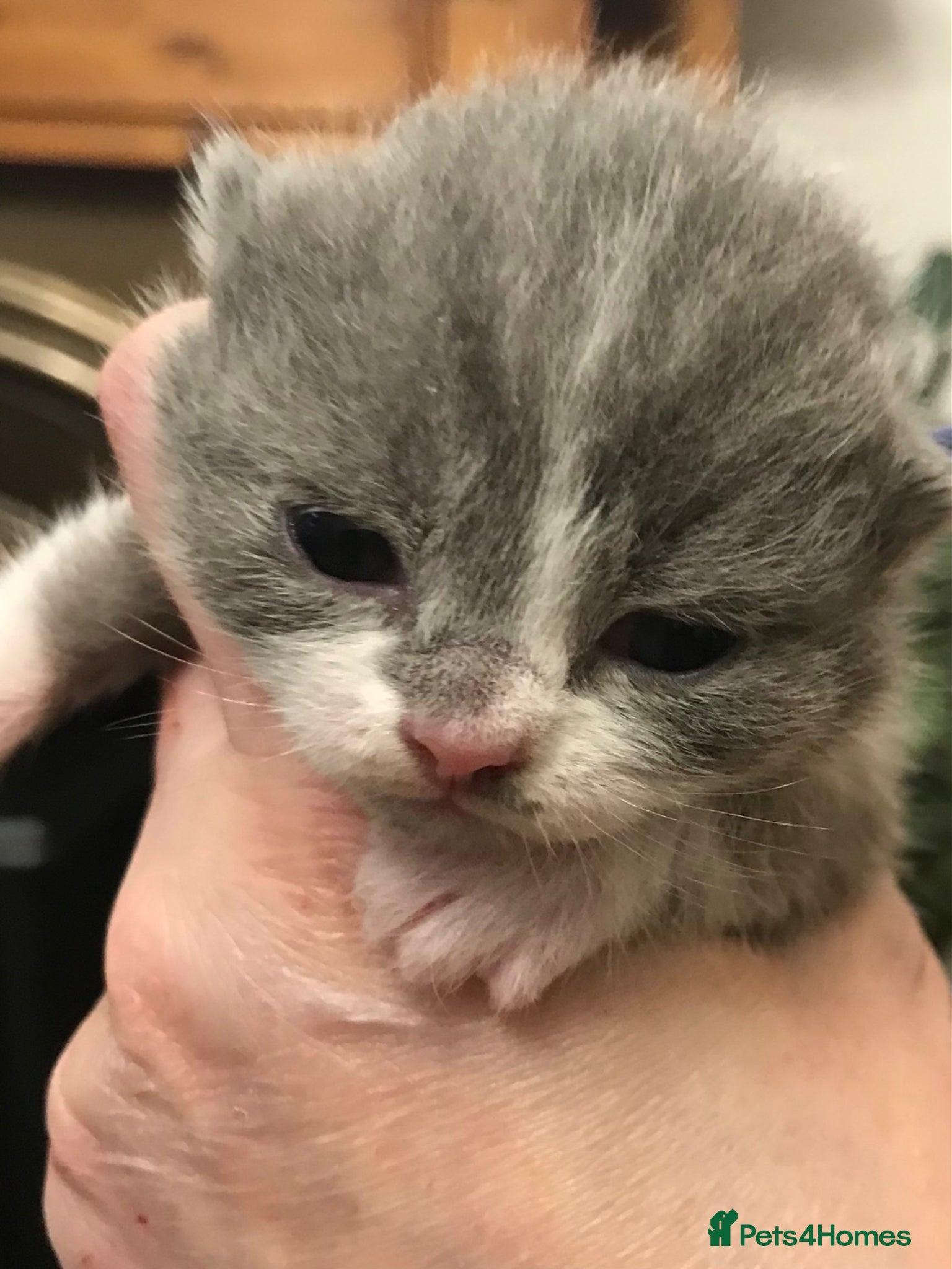 British Shorthair cats GCCF Registered Bi-colour and Blue Kittens - Advert 17