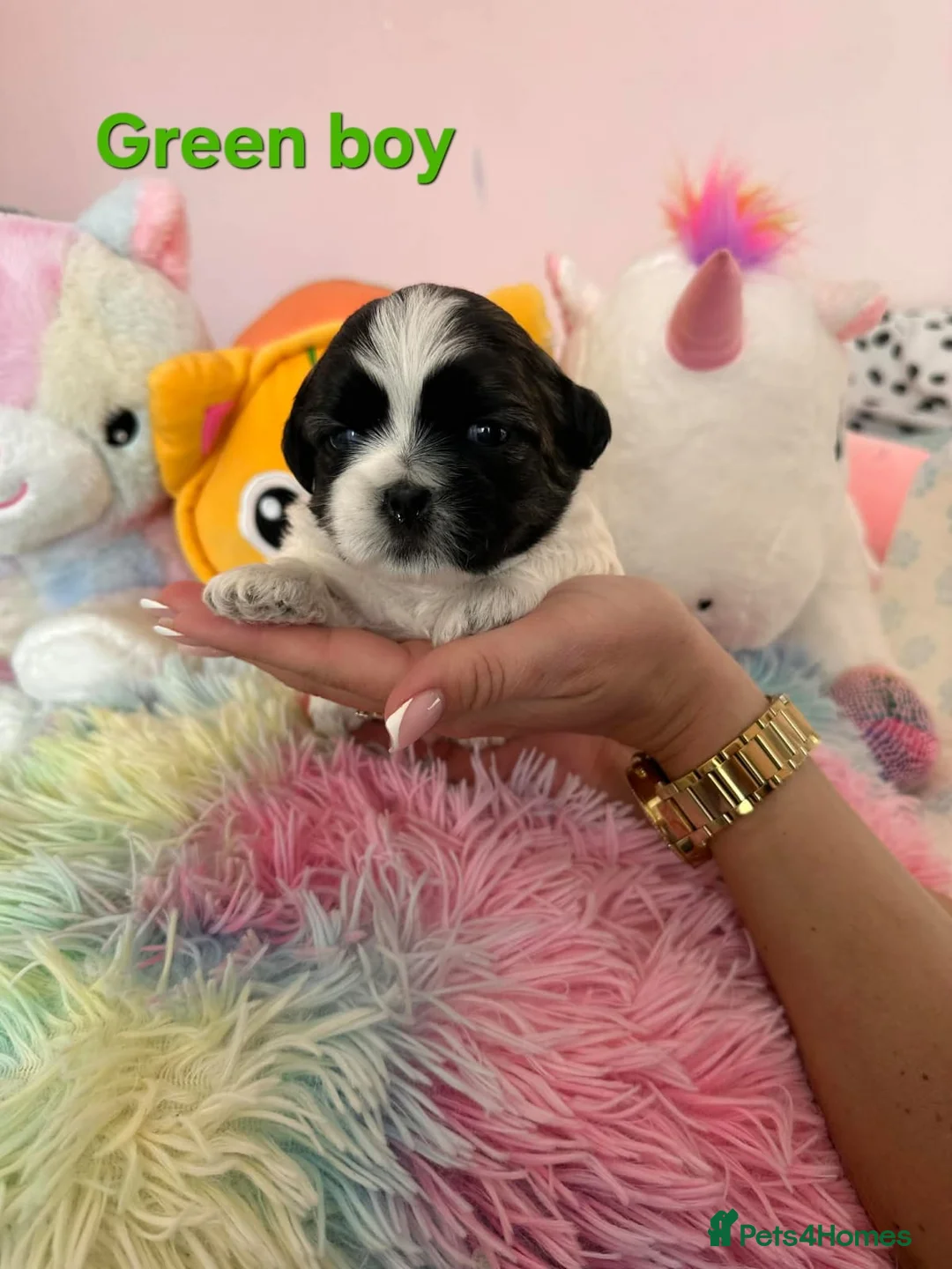 Shih Tzu dogs for sale: 🥰🐾 Adorable Shih Tzu Puppies 🐾🥰 - Advert 7