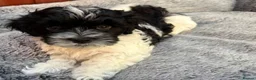 Havanese dogs for sale: Beautiful Havanese Puppies Ready Now - Advert 2