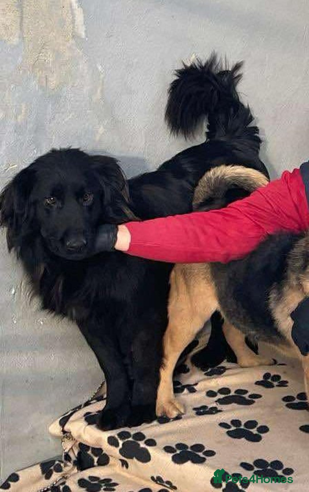 Mixed Breed dogs for adoption: 🐾💛 CAMIL - a Gentle Boy with a Heart of Gold💛🐾 - Image 10