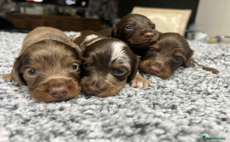 Miniature Dachshund dogs - Advert 2
