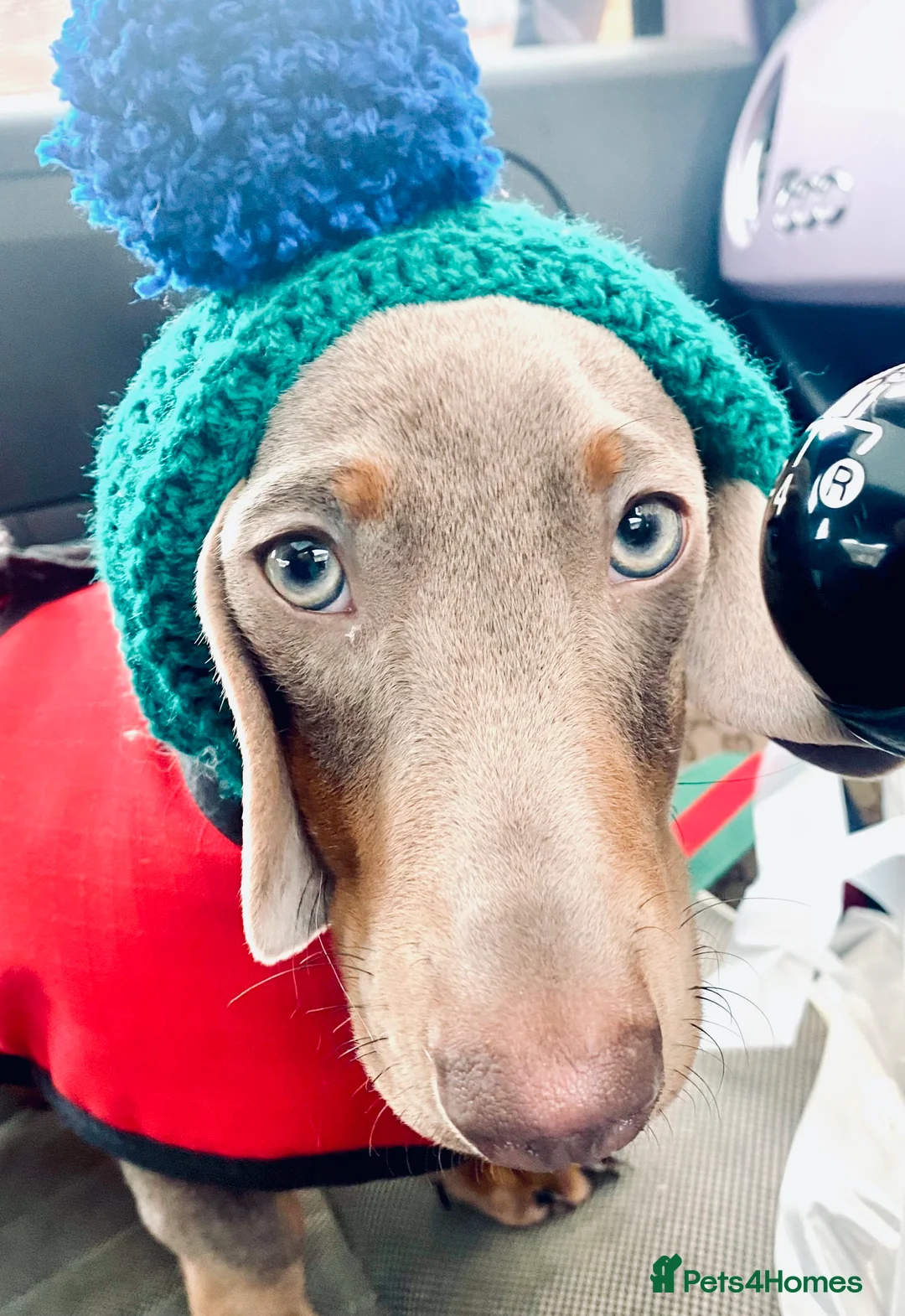 Miniature Dachshund dogs for stud: STUD: Proven Handsome Isabella Mini Daxi  in Hitchin - Advert 9