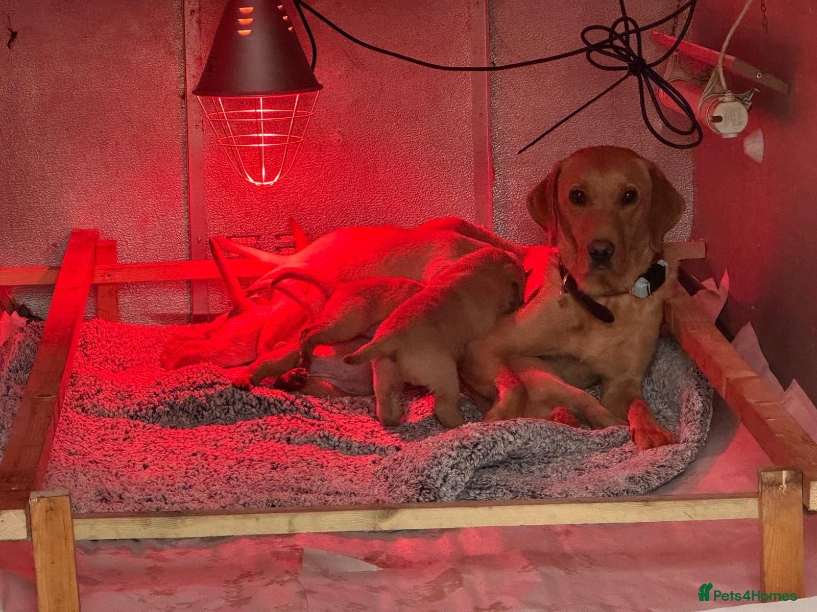 Labrador Retriever dogs for sale: Working Pet Bred; Highly Regarded Labrador Lineage - Advert 1