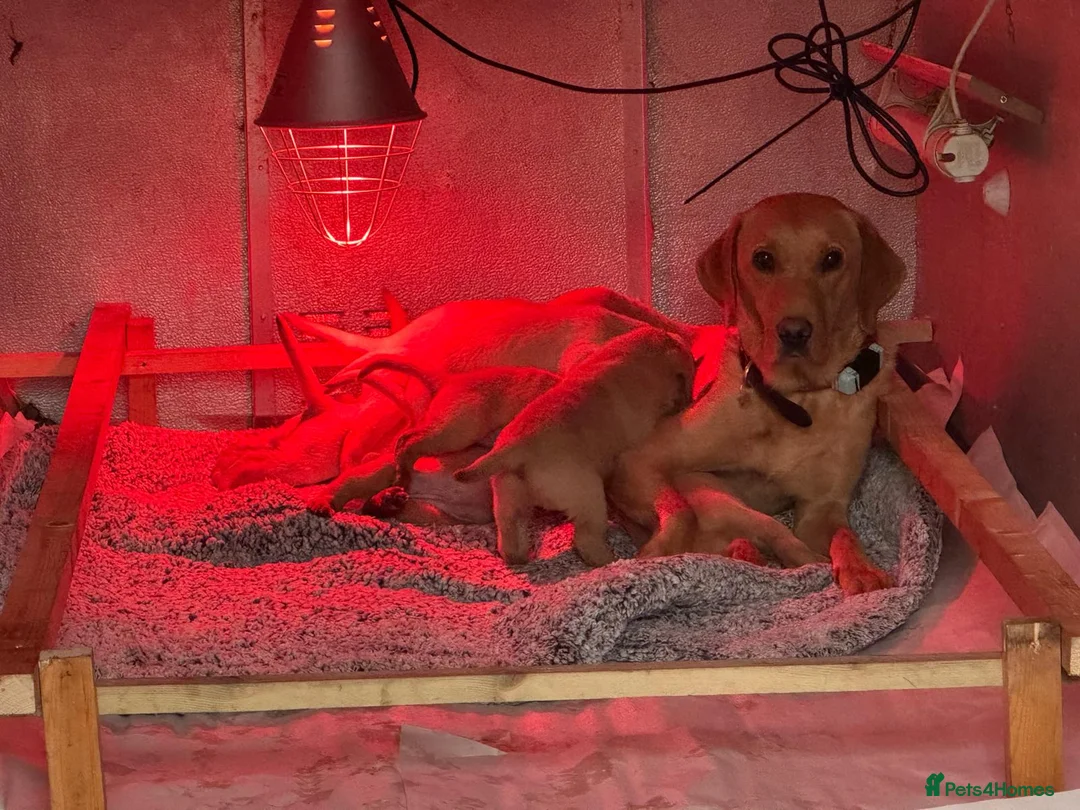 Labrador Retriever dogs for sale: Working Pet Bred; Highly Regarded Labrador Lineage in Alnwick - Advert 1