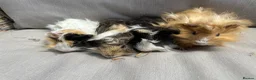 Guinea Pig rodents for sale: 5 Handsome long haired male guinea pigs. - Advert 20