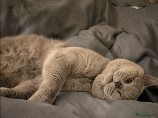 British Shorthair cats GCCF REG PURE BLUE PEDIGREE BSH ACTIVE BOY - Advert 2