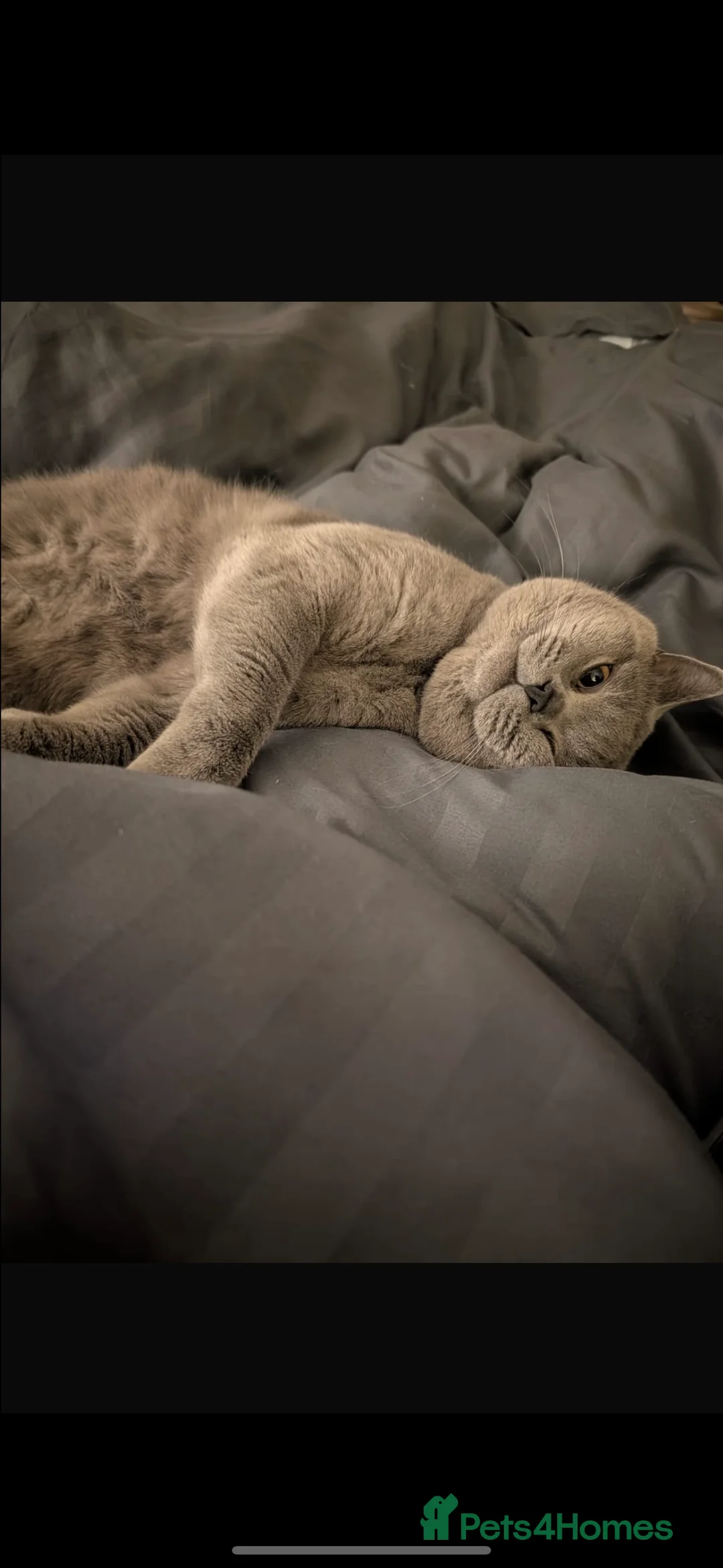 British Shorthair cats for sale: GCCF REG PURE BLUE PEDIGREE BSH ACTIVE BOY - Advert 1