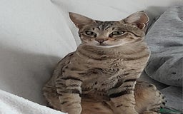 Savannah cats for sale: Beautiful F3 Pedigree Savannah Lady TICA Reg - Image 13