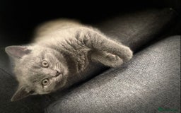 British Shorthair cats for sale: 3 Gorgeous BSH kittens looking to be rehomed. - Image 7