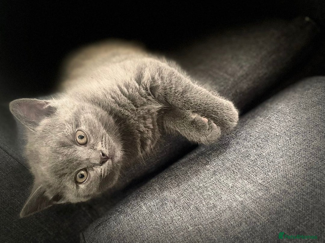 British Shorthair cats for sale: 3 Gorgeous BSH kittens looking to be rehomed. - Image 7