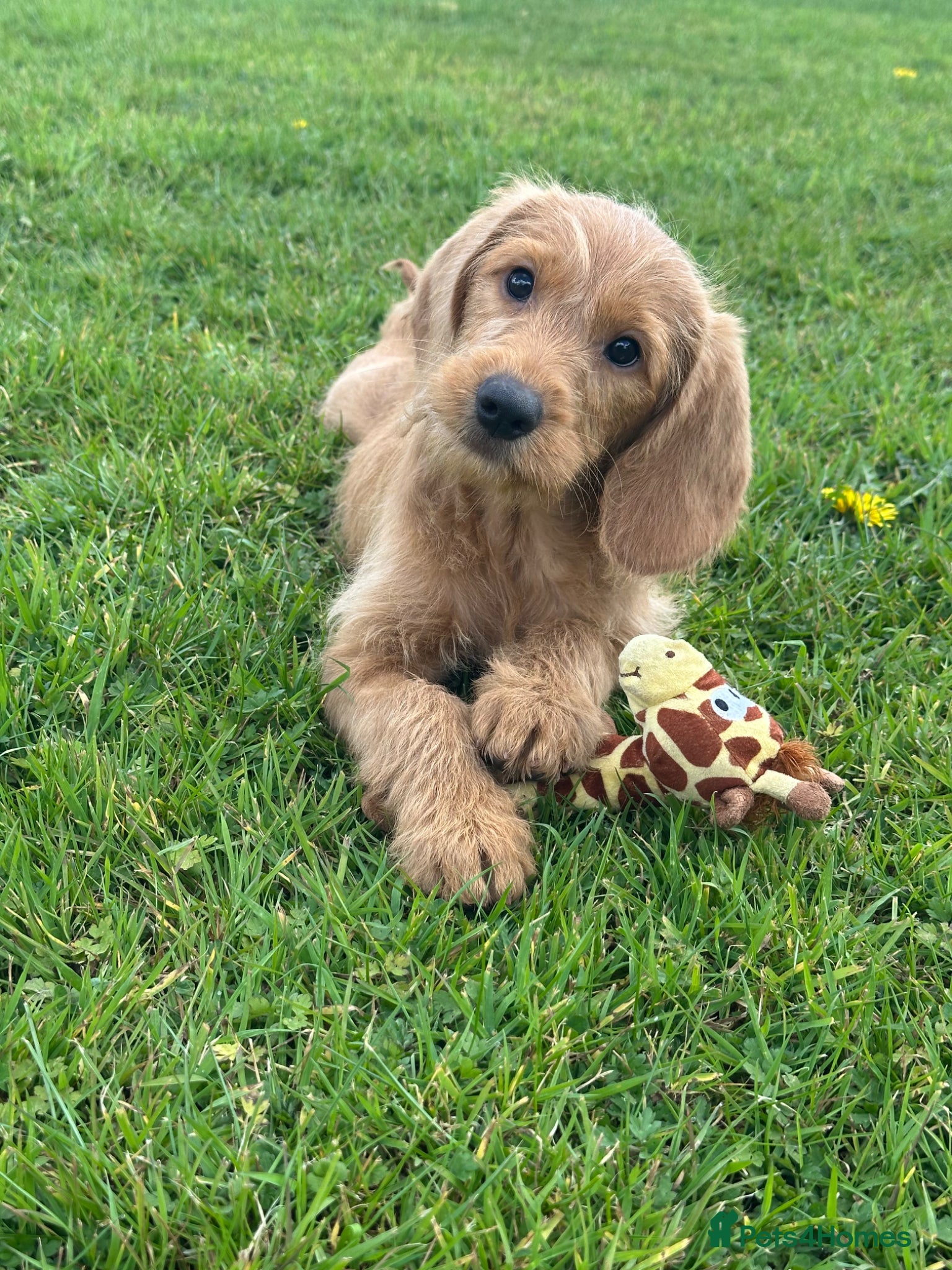 Labradoodle dogs Fully Health Tested F1 Miniature Labradoodle Pups - Advert 1