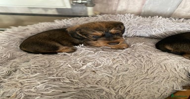 Dachshund dogs - Advert 2