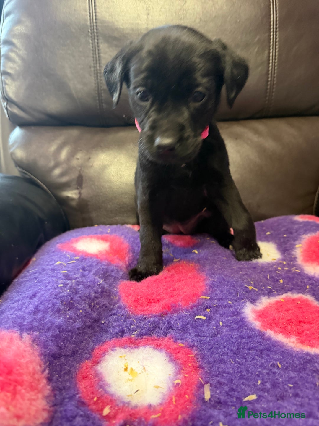 Labrador Retriever dogs for sale: Labradors 6 chunky black boys and 1 little girl - Advert 2