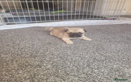 Frug dogs for sale: Just the male left frug left now - Image 18