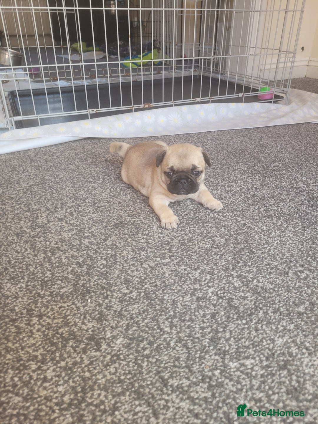 Frug dogs for sale: Just the male left frug left now - Image 18