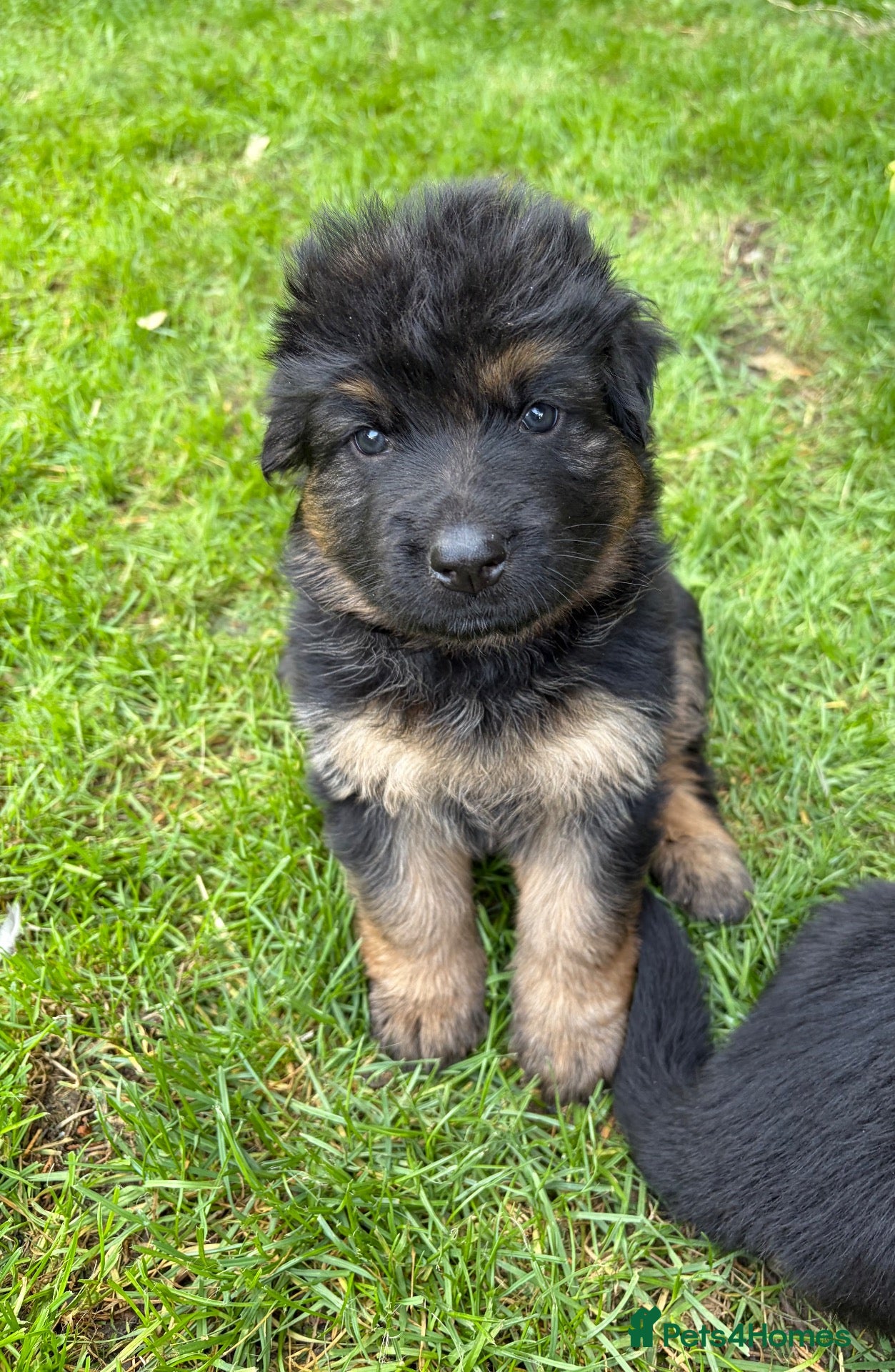 German Shepherd dogs 🐾 Beautiful German Shepherd Puppies 🐾 - Advert 6