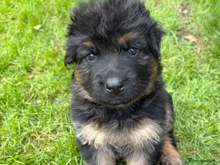 German Shepherd dogs 🐾 Beautiful German Shepherd Puppies 🐾 - Advert 5