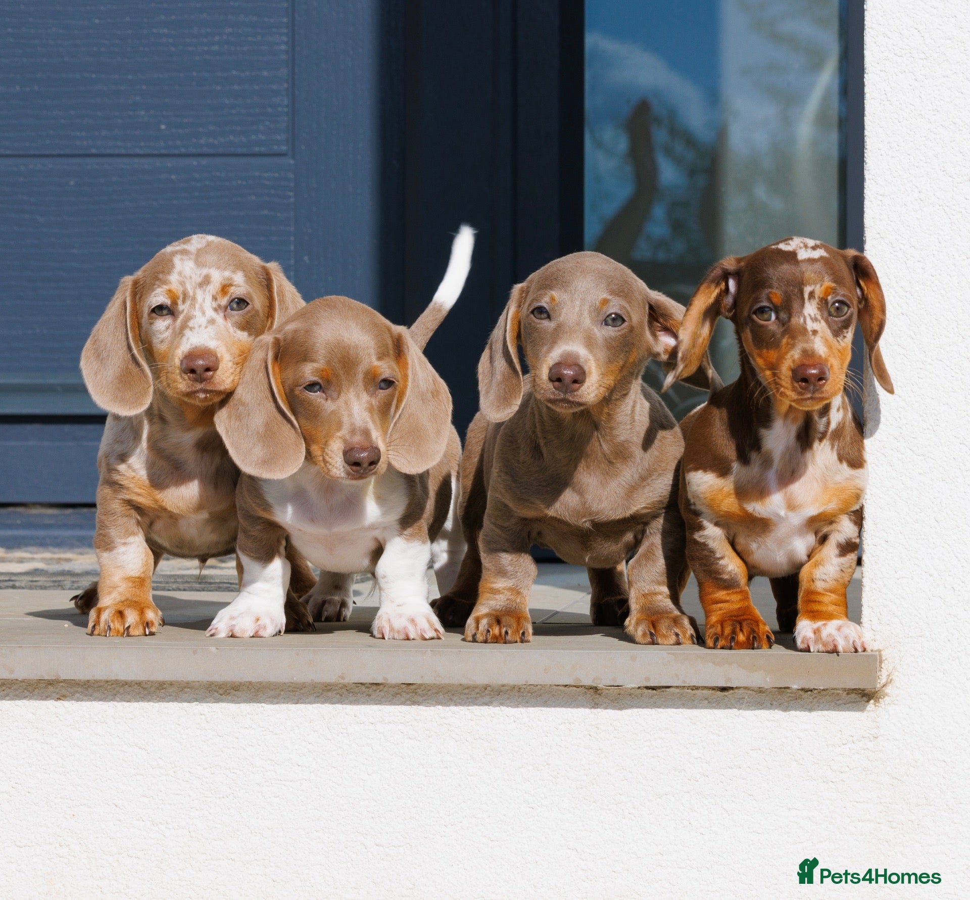 Miniature Dachshund dogs !! REDUCED!! Health Tested Miniature Daxie Pups - Advert 6