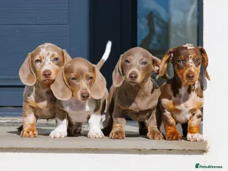 Miniature Dachshund dogs !! REDUCED!! Health Tested Miniature Daxie Pups - Advert 6
