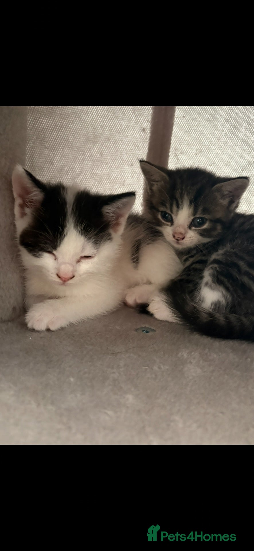 Mixed Breed cats Mixed breed Kittens - Advert 1