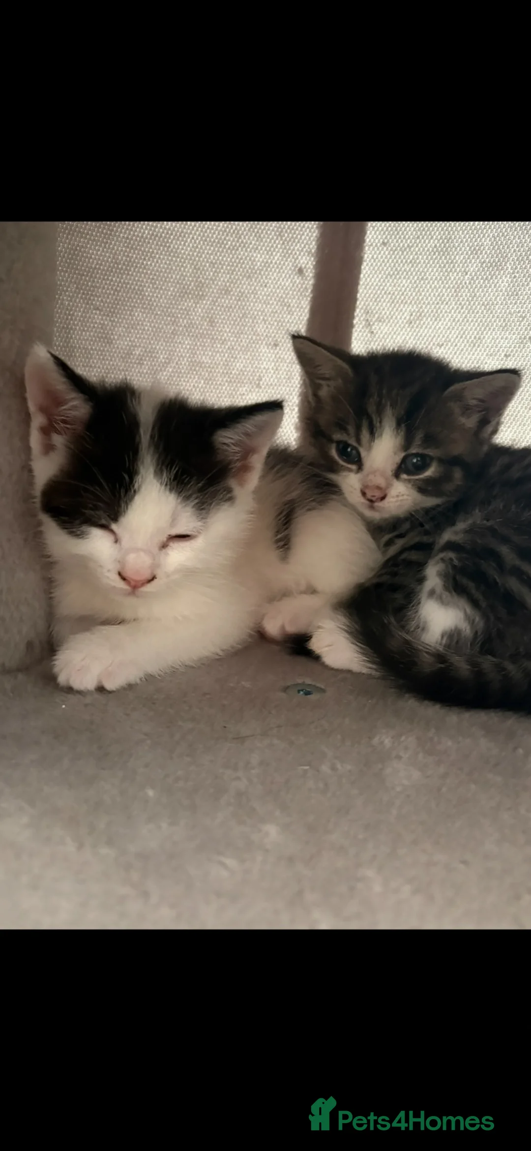 Mixed Breed cats for sale: Mixed breed Kittens in Chelmsford - Advert 1