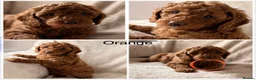 Miniature Poodle dogs for sale: Four beautiful fox red miniature poodles  - Advert 2