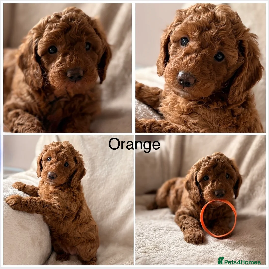 Miniature Poodle dogs for sale: Four beautiful fox red miniature poodles  - Advert 2