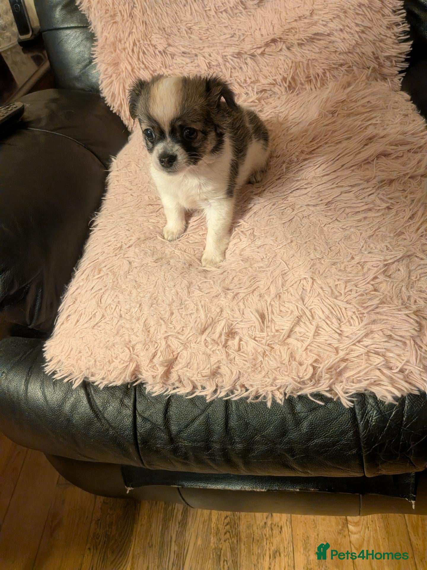 Chihuahua dogs Lovely tiny chihuahua puppies for sale  - Advert 2