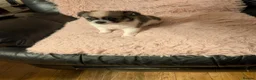Chihuahua dogs for sale: Lovely tiny chihuahua puppies for sale  - Advert 35