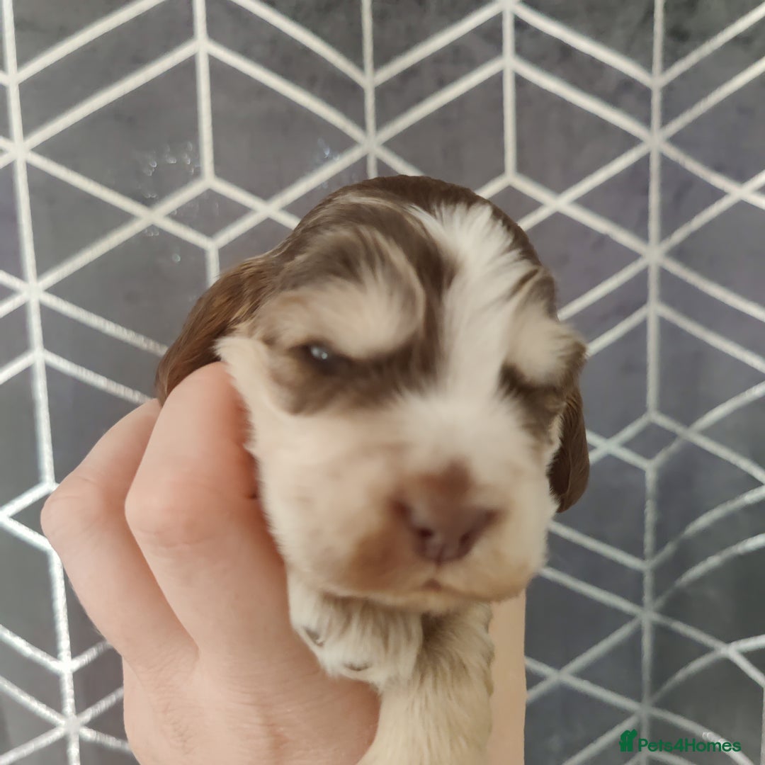 Cocker Spaniel dogs for sale: Show Type Cocker Spaniels Health Tested Parents  - Image 5