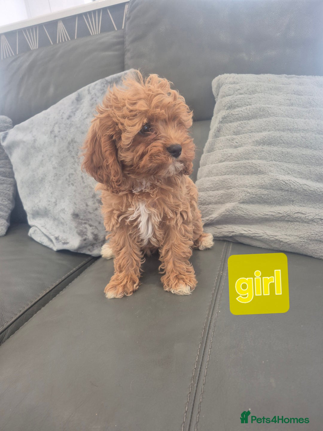 Cavapoo dogs for sale: Stunning Cavapoo Babies - ready this weekend - Image 8