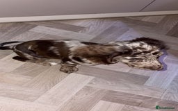 Cocker Spaniel dogs for sale: Cocker spaniel  - Advert 8