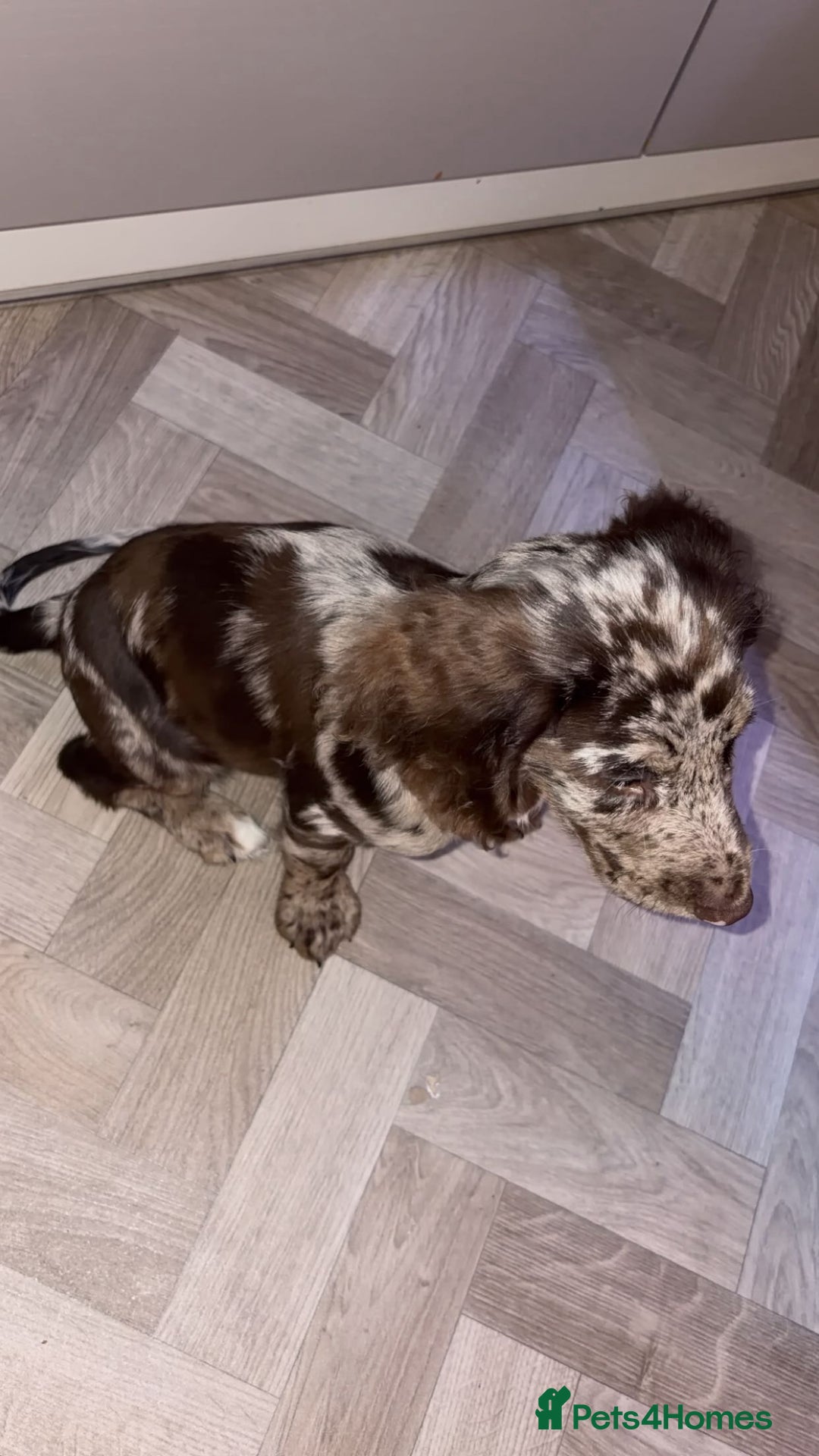 Cocker Spaniel dogs for sale: Cocker spaniel  - Advert 8