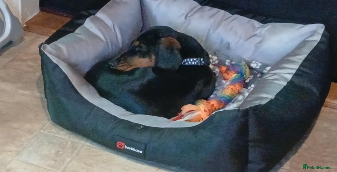 Dachshund dogs for sale: Trigger  - Advert 3