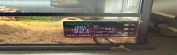 Snake reptiles for sale: Hognose with full prorep vivarium setup - Advert 5