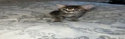 Mixed Breed cats for sale: Girl Kittens Ready for loving homes  - Advert 21