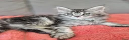 Maine Coon cats for sale: Beautiful Maine Coon Kittens–Ready for new Homes  - Advert 9