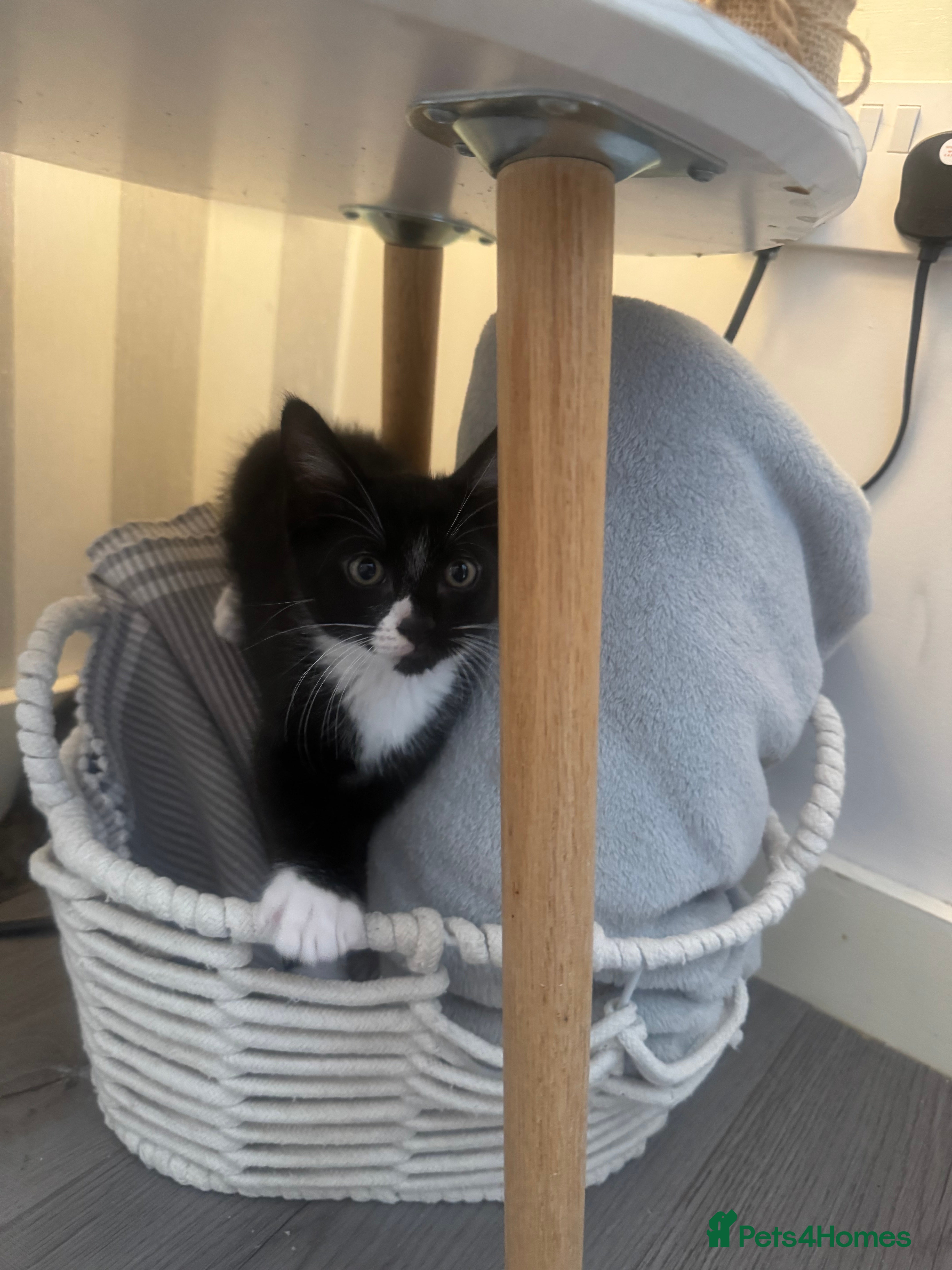 Mixed Breed cats Gorgeous twin boys, mum is half ragdoll  - Advert 1