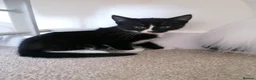 Mixed Breed cats for sale: 2 beautiful kittens ready now in Romsey - Advert 3