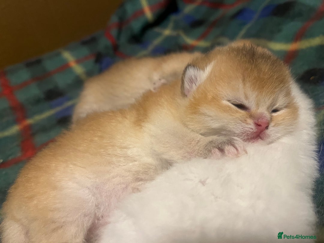 British Shorthair cats for sale: Gorgeous GCCF Ny12 + white kittens  - Image 14