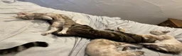 Mixed Breed cats for sale: Mixed ragdol tabbie - Advert 1