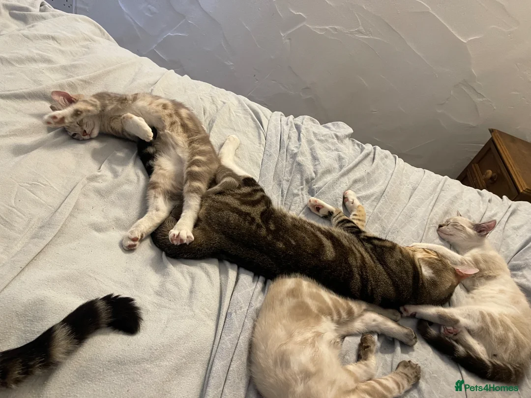 Mixed Breed cats for sale: Mixed ragdol tabbie - Advert 1