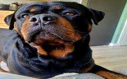 Rottweiler dogs for sale: (KC) REX & DELLAS FINAL LITTER OF QUALITY PUPS - Image 40