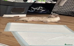 Ragdoll cats for sale: Blue point ragdoll female for sale 🩷 - Image 12