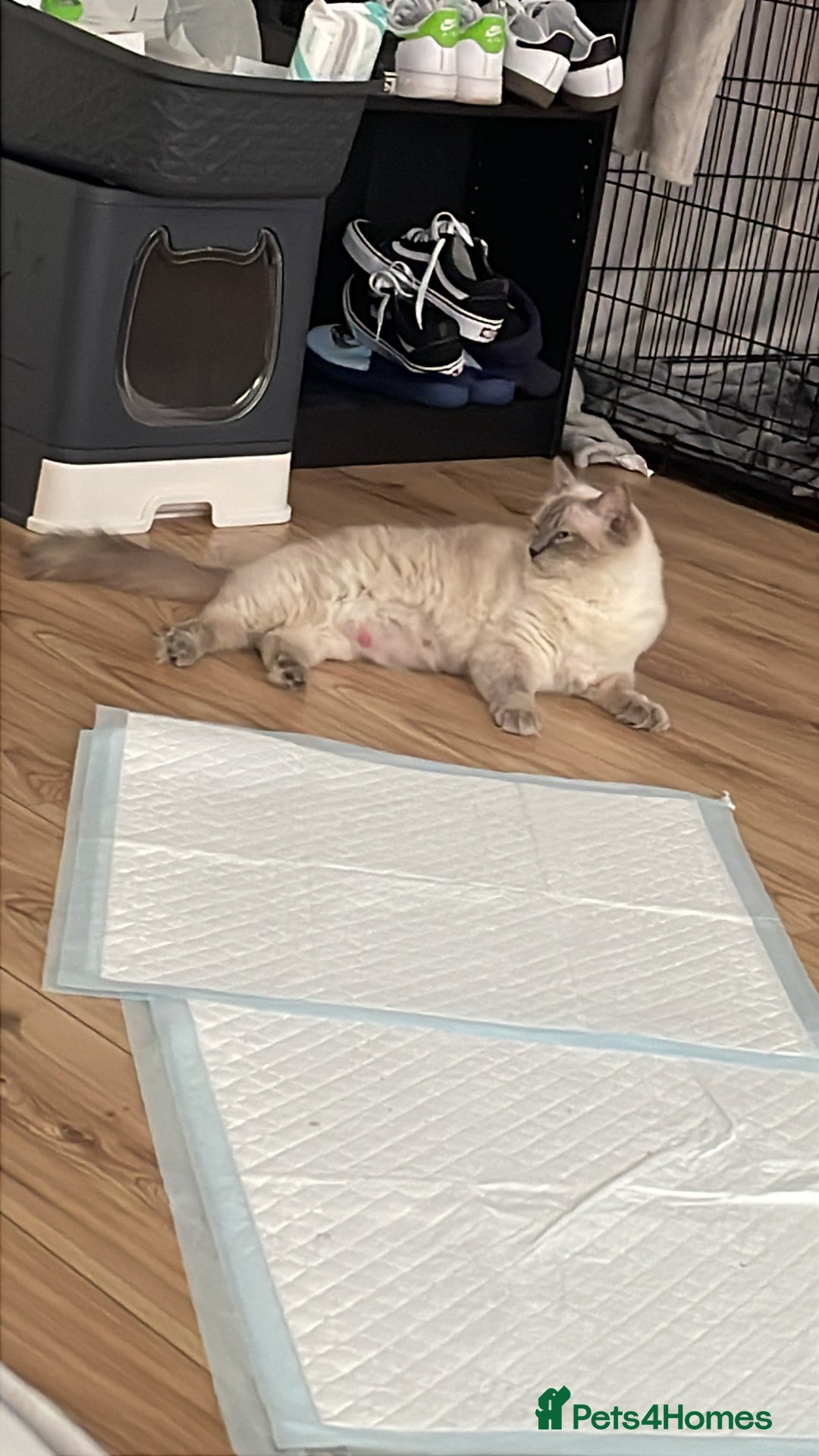 Ragdoll cats for sale: Blue point ragdoll female for sale 🩷 - Image 12