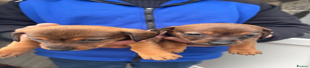 Mixed Breed Puppy 4