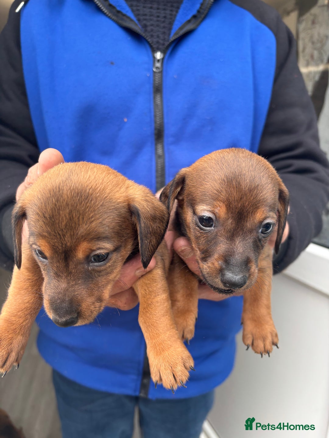 Mixed Breed dogs for sale: Minature Dacshund cross jack Russell  - Image 16