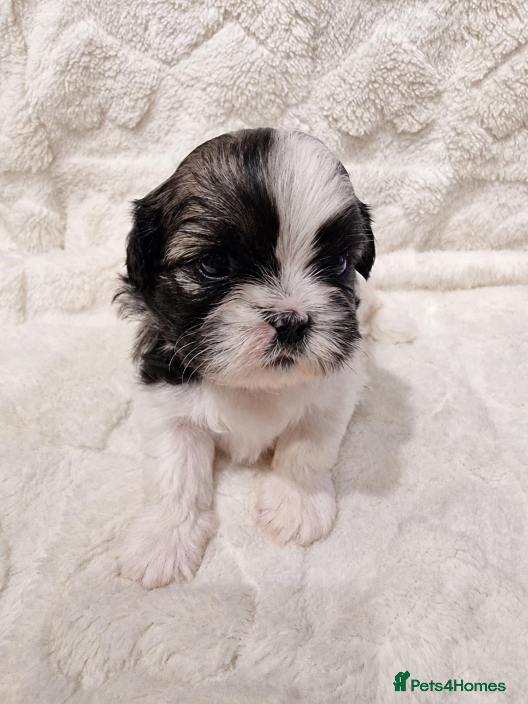 Shih Tzu dogs  Shih Tzu Puppies – 4 Available - Advert 1