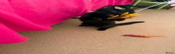 Mixed Breed cats for adoption: Boycie - Taverham Norfolk  - Advert 4