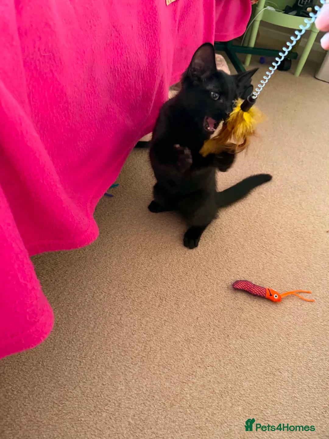 Mixed Breed cats for adoption: Boycie - Taverham Norfolk  - Advert 4